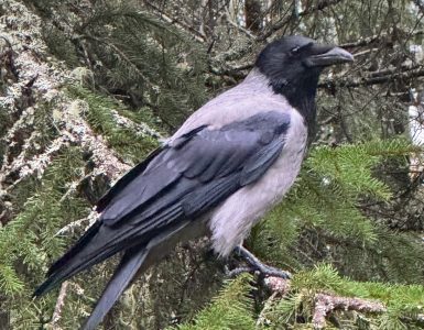 Hettekråke eller gråkråke som sitter på en grein i et grantre.