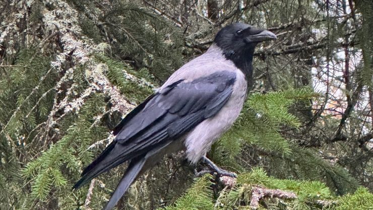 Hettekråke eller gråkråke som sitter på en grein i et grantre.