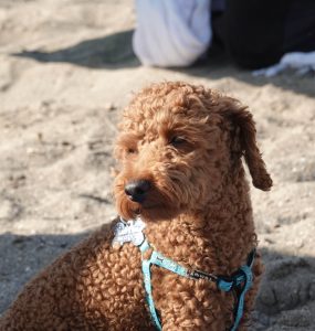 Brun puddel som sitter i sanden på en strand.