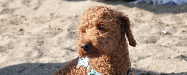 Brun puddel som sitter i sanden på en strand.