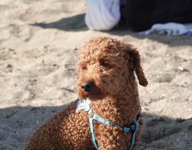 Familiedyr - Dyr og folk Brun puddel som sitter i sanden på en strand.