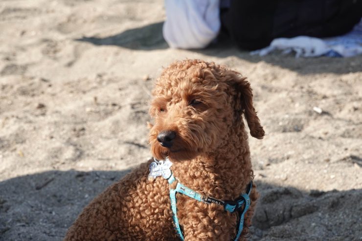 Brun puddel som sitter i sanden på en strand.