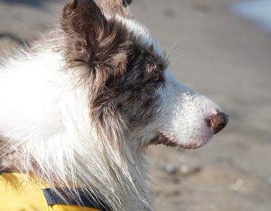 Grå og hvit-flekket hund som ser fremover.