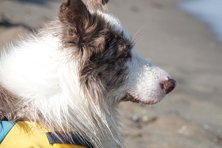 Grå og hvit-flekket hund som ser fremover.