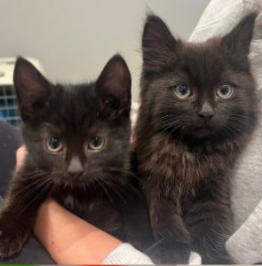 Kattunger2 - Dyr og folk To svarte kattunger som blir holdt.