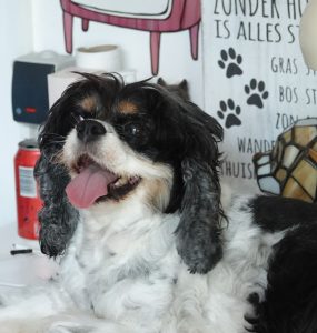 Liten brun, hvit og svart hund ligger på et skrivebord.