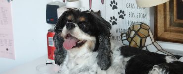 Liten brun, hvit og svart hund ligger på et skrivebord.