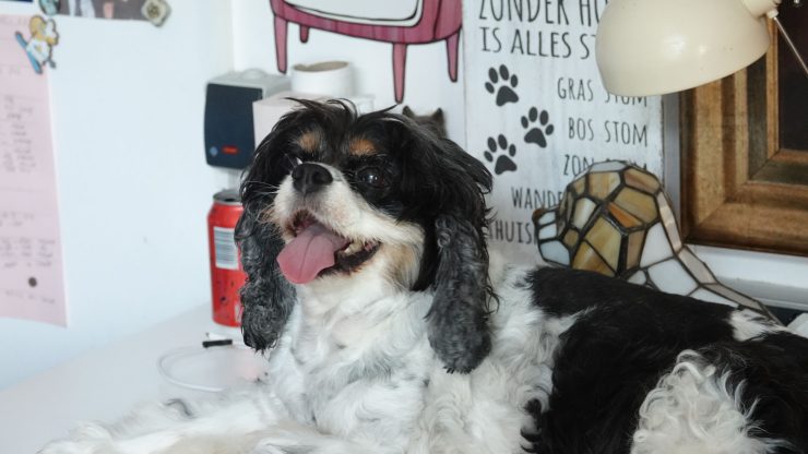 Liten brun, hvit og svart hund ligger på et skrivebord.