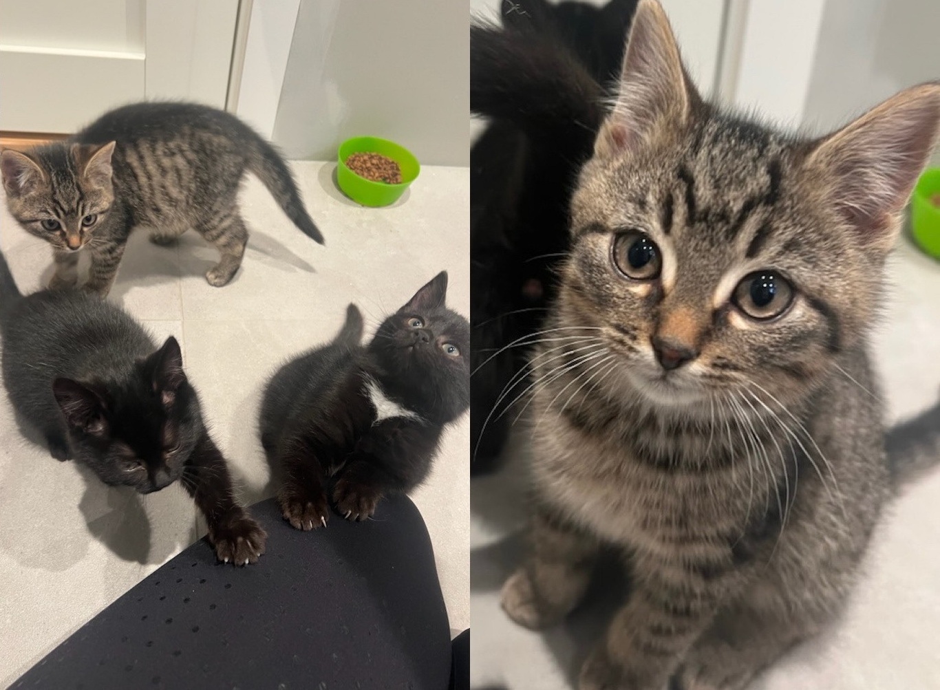 Forlatte kattunger - Dyr og folk To bilder av kattunger som sitter på gulvet er satt sammen.