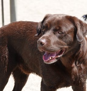 Brun labrador på en sandstrand.