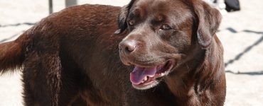 Brun labrador på en sandstrand.