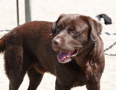 Brun labrador på en sandstrand.