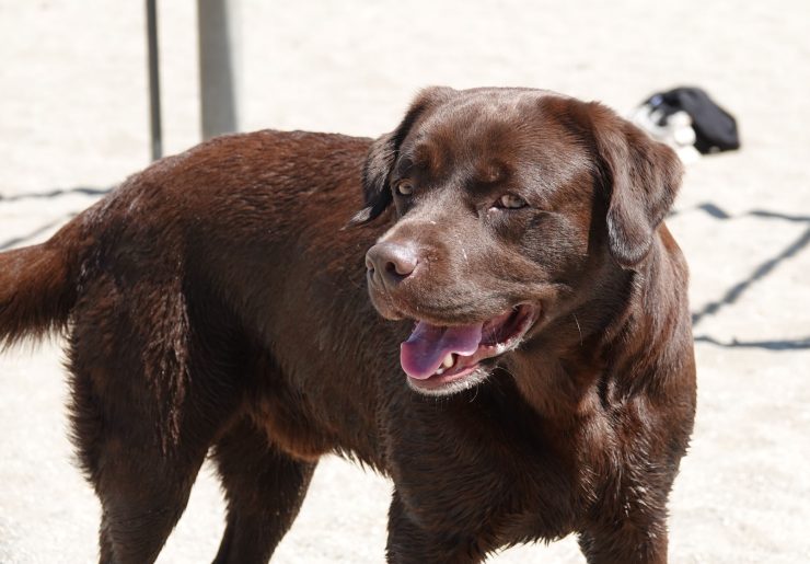 Brun labrador på en sandstrand.