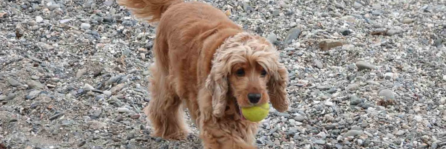 Lysebrun hund som leker på stranden med en gul ball.