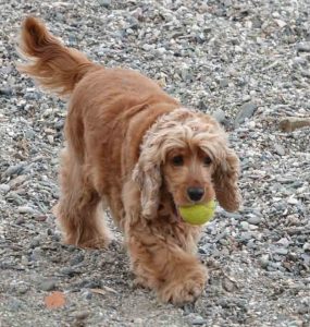 Lysebrun hund som leker på stranden med en gul ball.