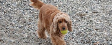 Lysebrun hund som leker på stranden med en gul ball.