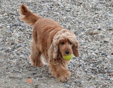 Hund i lek - Dyr og folk Lysebrun hund som leker på stranden med en gul ball.
