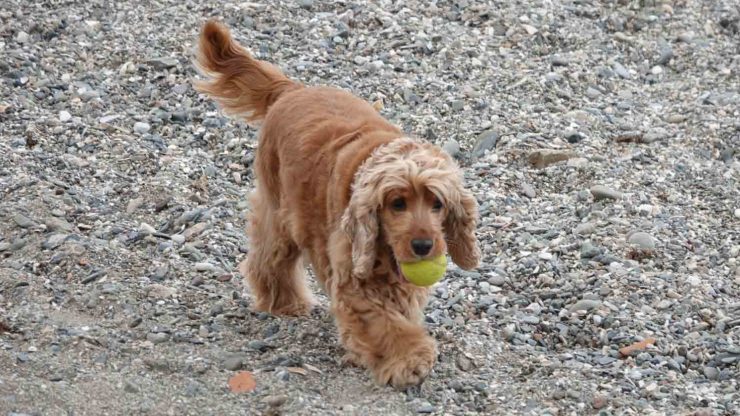 Lysebrun hund som leker på stranden med en gul ball.