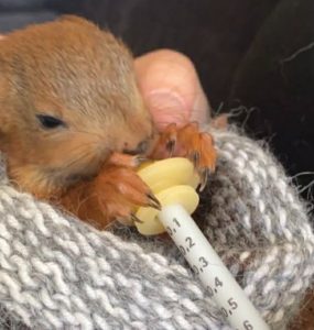 Ekornunge som ligger i en ullpose og blir matet.