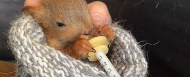 Ekornunge som ligger i en ullpose og blir matet.