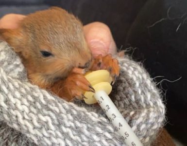Ekornhjelpen - Dyr og folk Ekornunge som ligger i en ullpose og blir matet.