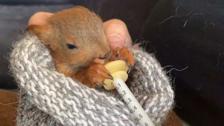 Ekornunge som ligger i en ullpose og blir matet.