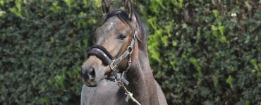 Gråbrun unghest som står foran en grønn hekk.