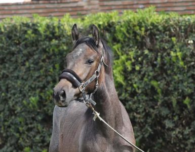 Gråbrun unghest som står foran en grønn hekk.