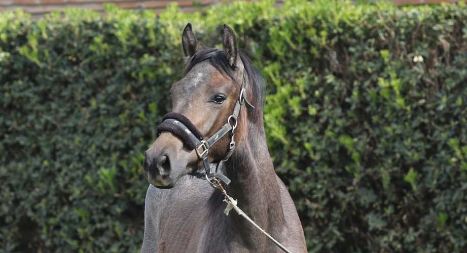 Gråbrun unghest som står foran en grønn hekk.