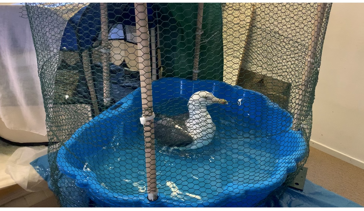 Måken Mars bader i et blått plaskebasseng.