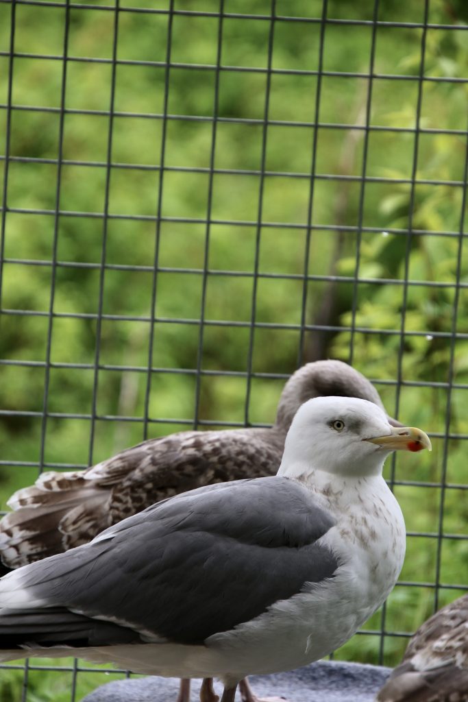 Måken Mars i utebur sammen med andre måker.