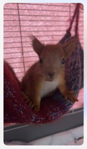 Messenger_creation_CAD4CBFA-85B9-435D-856C-BEFA8B01AA2B - Dyr og folk Våken ekorn unge som sitter på en ullpose.