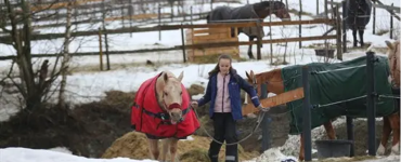 Ung jente som leier en hest forbi luftegårder med andre hester.