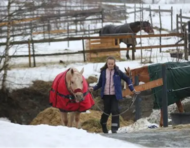 Ung jente som leier en hest forbi luftegårder med andre hester.