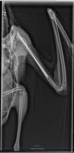 Røntgenbilde av brukket vinge.