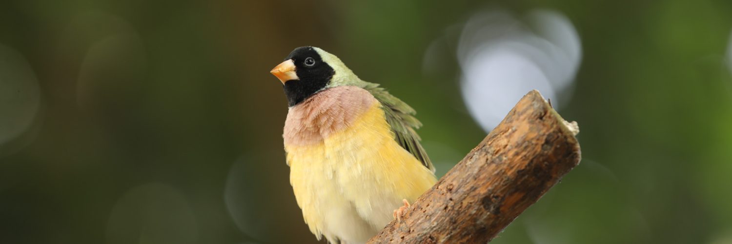 Fargerik fugl som sitter på en gren.