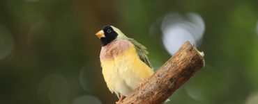 Fargerik fugl som sitter på en gren.