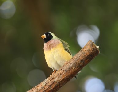 Fugletitting - Dyr og folk Fargerik fugl som sitter på en gren.