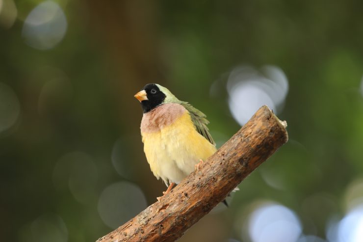 Fargerik fugl som sitter på en gren.