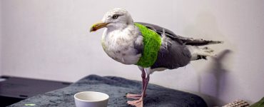 Gråmåke med grønnbandasje rundt vingen står inne på et grått pledd.