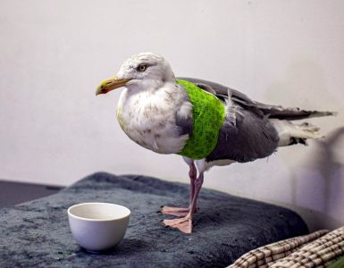 Gråmåke med grønnbandasje rundt vingen står inne på et grått pledd.