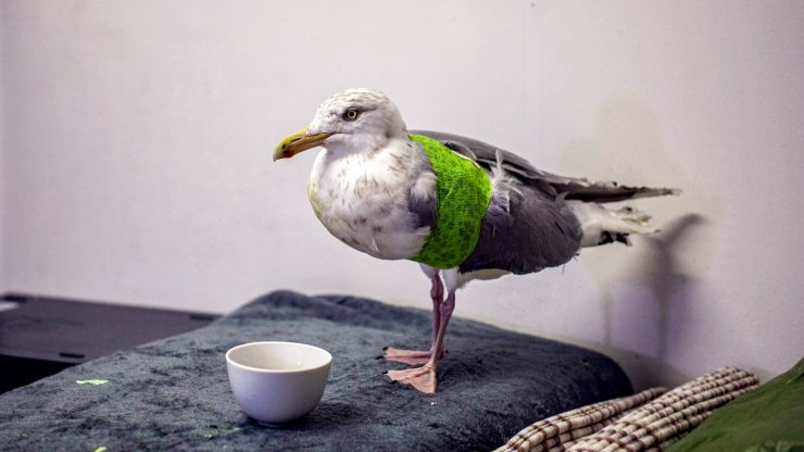 Gråmåke med grønnbandasje rundt vingen står inne på et grått pledd.