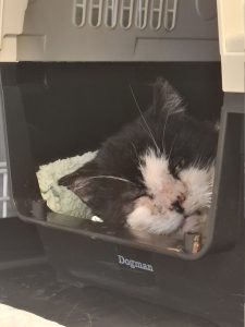 Svart og hvit katt som ligger i et reisebur og slapper av.