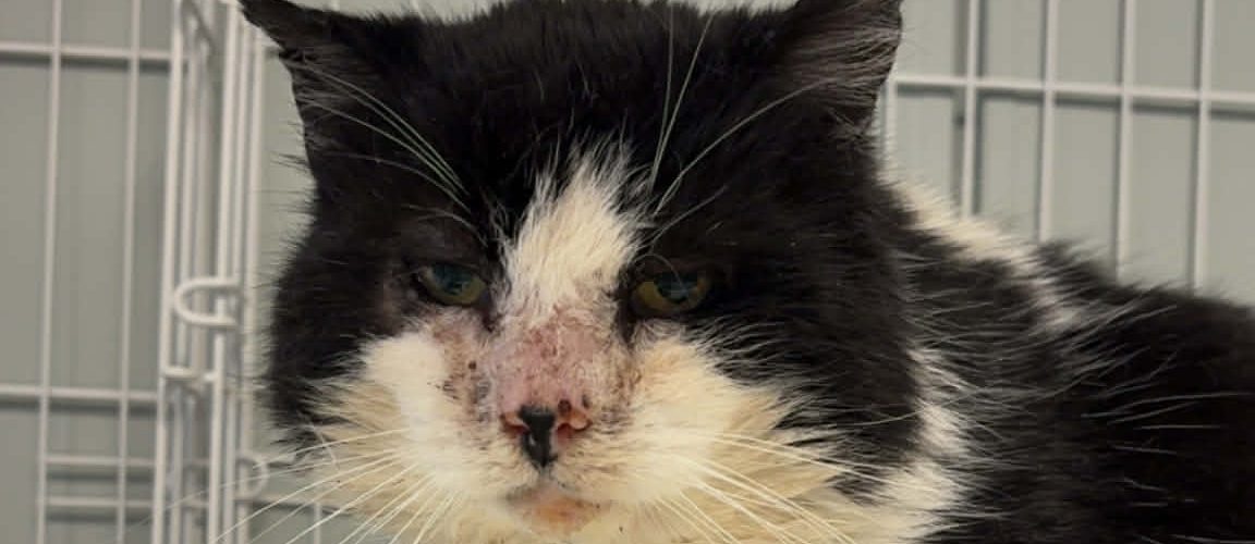 Svart og hvit katt med sår på nesen.