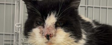 Svart og hvit katt med sår på nesen.