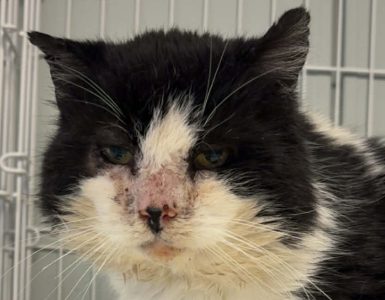 Svart og hvit katt med sår på nesen.