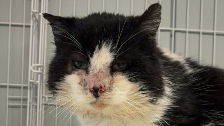 Svart og hvit katt med sår på nesen.