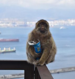 Makake spiser Pringles