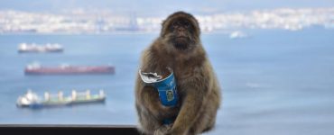 Makake spiser Pringles