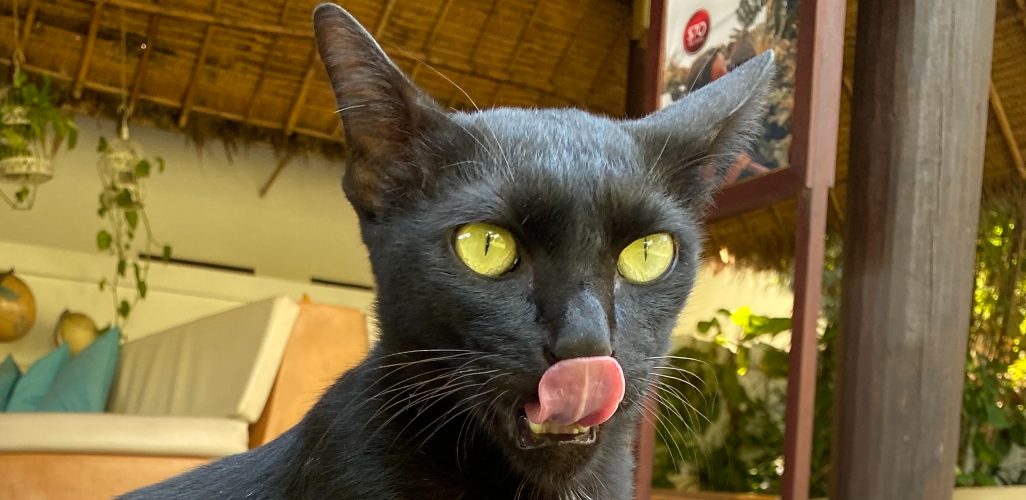Svart katt som slikker seg om munnen.
